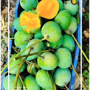 ২০ কেজি আমের প্যাক
