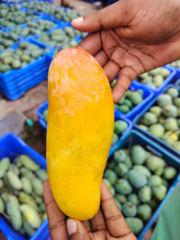 ১০ কেজি ব্যানানা আম
