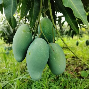 ১২ কেজি আম্রুপালি আম